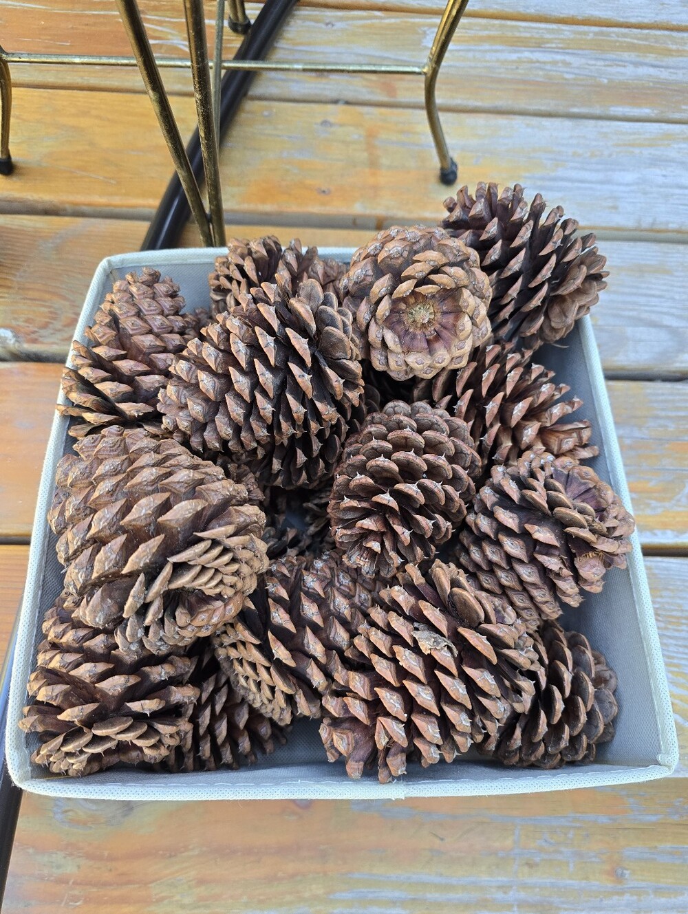 (10) Pinecones Arts Crafts Holiday Festive